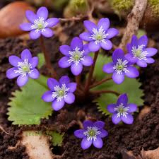 Attēlu rezultāti vaicājumam “Hepatica nobilis flower”
