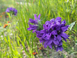 Image result for Campanula spicata
