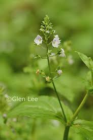Attēlu rezultāti vaicājumam “Veronica anagallis-aquatica leaf”