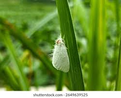 Attēlu rezultāti vaicājumam “Euproctis similis imago”