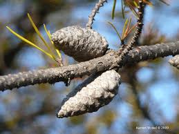 Attēlu rezultāti vaicājumam “Pinus banksiana”