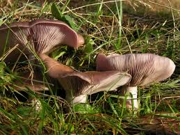 Attēlu rezultāti vaicājumam “Lepista nuda”