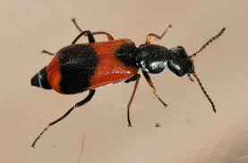 Attēlu rezultāti vaicājumam “Anthocomus fasciatus”