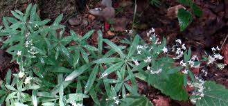 Attēlu rezultāti vaicājumam “Galium schultesii fruit”