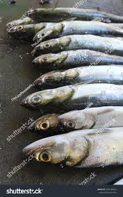 Image result for Elops saurus