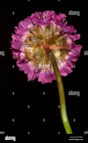 Attēlu rezultāti vaicājumam “Anthyllis maritima leaf”