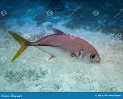 Image result for Caranx latus