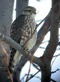 Image result for Falco columbarius