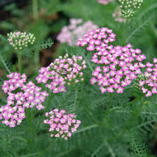 Attēlu rezultāti vaicājumam “Achillea millefolium flower”