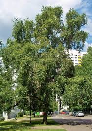 Attēlu rezultāti vaicājumam “Populus x berolinensis”