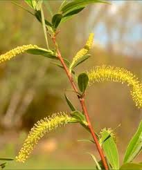 Attēlu rezultāti vaicājumam “Salix myrsinifolia female flower”