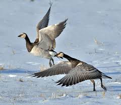 Attēlu rezultāti vaicājumam “Branta leucopsis”