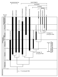 Attēlu rezultāti vaicājumam “Artiodactyla”