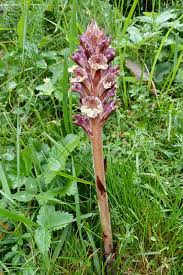 Attēlu rezultāti vaicājumam “Orobanche reticulata flower”