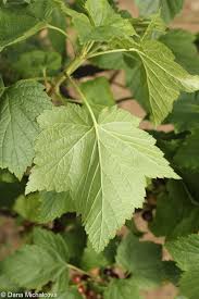 Attēlu rezultāti vaicājumam “Ribes nigrum leaf”