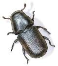 Beetle Animal Wildlife