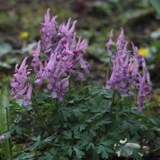 Attēlu rezultāti vaicājumam “Corydalis solida”