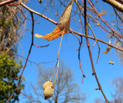 Attēlu rezultāti vaicājumam “Tilia platyphyllos Laciniata fruit”