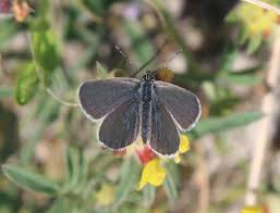 Attēlu rezultāti vaicājumam “Cupido minimus underside”