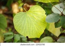 Attēlu rezultāti vaicājumam “Aristolochia durior leaf”