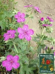 Attēlu rezultāti vaicājumam “Geraniaceae”