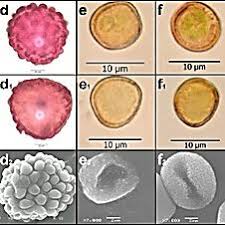 Attēlu rezultāti vaicājumam “Tortula truncata sporophyte”