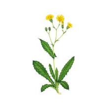 Attēlu rezultāti vaicājumam “Crepis paludosa leaf”