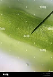 Attēlu rezultāti vaicājumam “Cephaloziella hampeana”