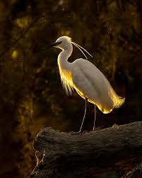 Attēlu rezultāti vaicājumam “Egretta garzetta”