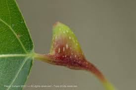 Attēlu rezultāti vaicājumam “Salix aurita bud”