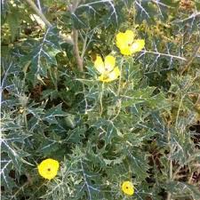 Attēlu rezultāti vaicājumam “Papaveraceae”