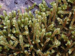 Attēlu rezultāti vaicājumam “Antitrichia curtipendula”