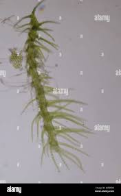 Attēlu rezultāti vaicājumam “Blepharostoma trichophyllum”