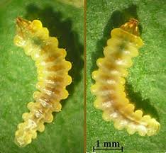Attēlu rezultāti vaicājumam “Cameraria ohridella”