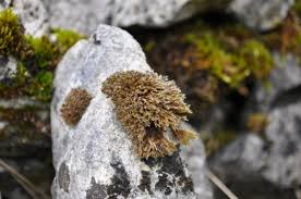 Attēlu rezultāti vaicājumam “Schistidium robustum”