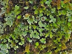 Attēlu rezultāti vaicājumam “Phaeophyscia orbicularis”