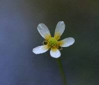 Attēlu rezultāti vaicājumam “Batrachium circinatum flower”