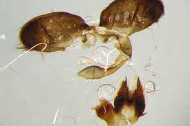 Attēlu rezultāti vaicājumam “Zygaena minos”