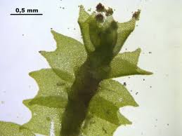 Attēlu rezultāti vaicājumam “Lophozia longidens”