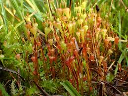 Attēlu rezultāti vaicājumam “Splachnum ampullaceum”