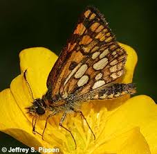 Attēlu rezultāti vaicājumam “Carterocephalus palaemon underside”