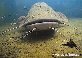 Image result for Pylodictis olivaris