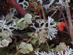 Attēlu rezultāti vaicājumam “Cladonia phyllophora”