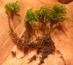 Attēlu rezultāti vaicājumam “Thamnobryum alopecurum”