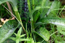 Attēlu rezultāti vaicājumam “Dactylorhiza fuchsii leaf”