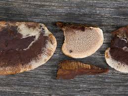 Attēlu rezultāti vaicājumam “Gloeophyllum trabeum”