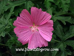 Image result for Malva alcea