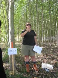 Attēlu rezultāti vaicājumam “Populus x petrowskyana”