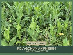 Attēlu rezultāti vaicājumam “Polygonum amphibium”