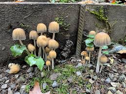 Attēlu rezultāti vaicājumam “Coprinus micaceus”